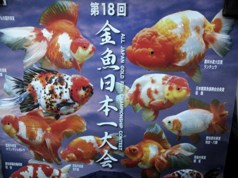 第１８回　金魚日本一大会