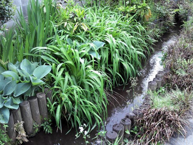 画像: 湧水エリア